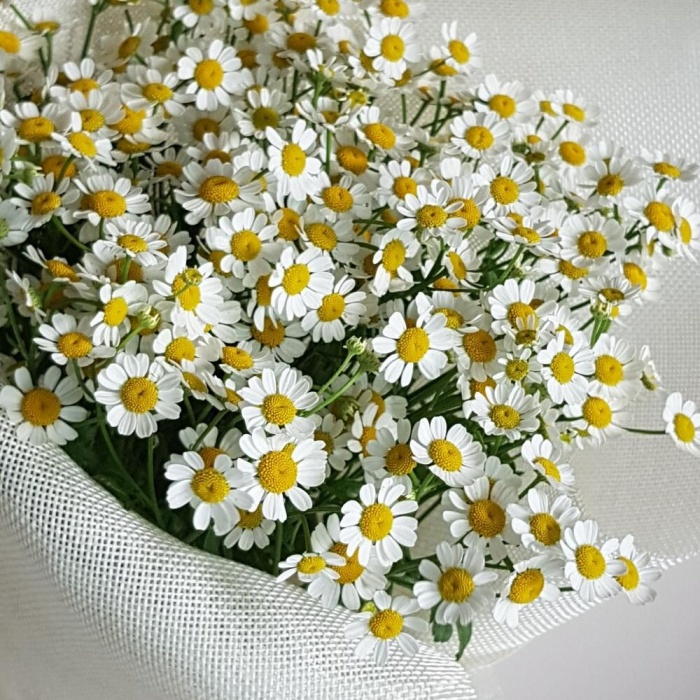 Букет «Ромашка белая», фото 3